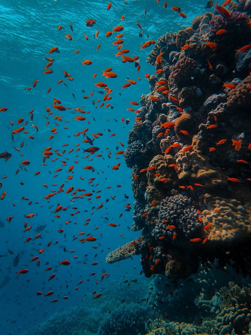 School of Fish