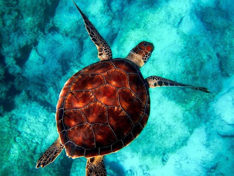 Underwater World
